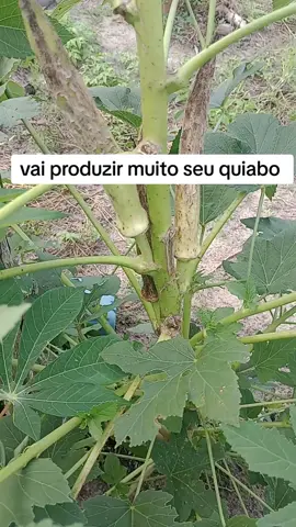 vai produzir muito seu quiabo 