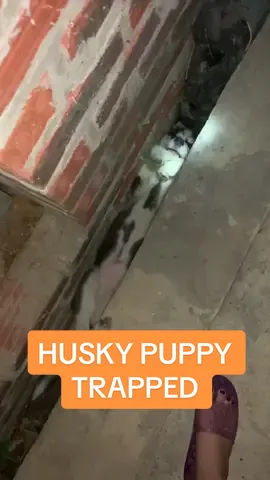 Poor little guy got stuck 🥺 #cuteanimals #funnyanimals #husky #petlove #animallover #rescue #animalrescue #cutedog #puppies  🎥: Viral Hog