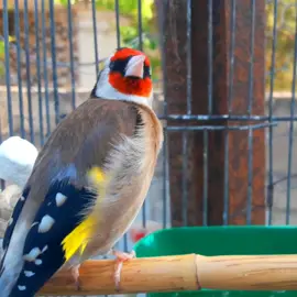 تغريد طائر الحسون  ، غناء الحسون Goldfinch singing Chant du chardonneret canto del jilguero Pintassilgo cantando  #طائر_الحسون  #Chardonneret  #Goldfinch  #Jilguero  #Pintassilgo 