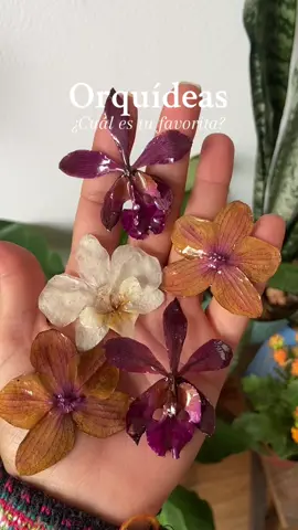 Las mias son las moradas✨😭 #orchids #orquideas #flores #flowers #fyp #parati 
