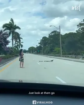 Woman stops traffic to make sure the duck family crosses the road safely!