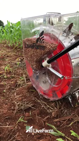Nossa plantadeira LF1100 ULTRA em uso para uma plantação de feijão! Desenvolvida exclusivamente pela Livefarm, esta máquina incorpora um design versátil que permite cavar, plantar, adubar e cobrir, oferecendo durabilidade excepcional graças ao seu revestimento em alumínio. 🛍️ Garanta já a sua falando com o nosso atendimento especializado via WhatsApp: (61) 9 8214-7276. #LiveFarm #tradição #inovação #agricultura #plantioeficiente #plantiodireto #plantação #tecnologia #PlantadeirasModernas #InovaçãoAgrícola #ColheitaProspera