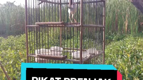 pikat prenjak sawah #prenjakklik #prenjakmania #prenjaksawah 