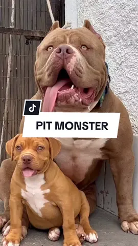 #paidepet #maedepet #pitmonster #pitbul #cachorrosdotiktok #cachorro 