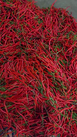 #cabeindonesia #duniacabe #petanimilenial 