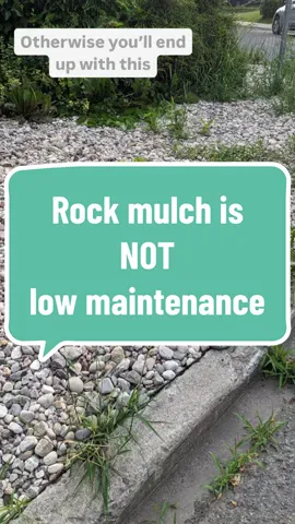 Using rocks or stones as a mulch or ground cover is not as low maintenance as you might think.  I tell my clients, who are often asking for low maintenance gardens, that they shouldn’t install river rock. It requires more upkeep than a well-planned garden because not only do you have to weed your rocks, you need to keep the surface clear of leaves and other plant matter.  #gardentips #lowmaintenance #riverrock 