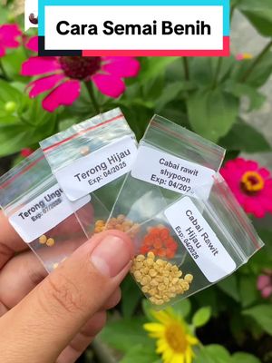 Membalas @heryanti  Cara Semai Benih dengan mudah🌶️🍎🥬🍅🌽🫑 #kebunnanad #minigarden #gardening #kebunrumahan #berkebun #cara #semai #benih #kebunrumahan  @Benih Seribuan 