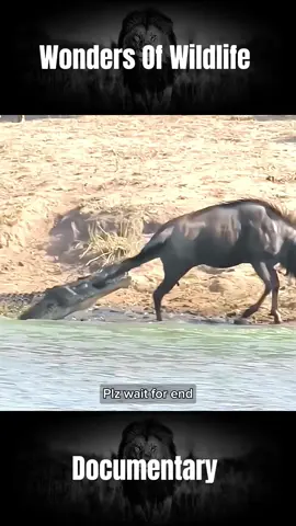 #animalslifestyle #foryou #fyp  #wildlifeoftiktok #foryoupage #help #tiktokviral #tiktokofficial @tiktok creators 