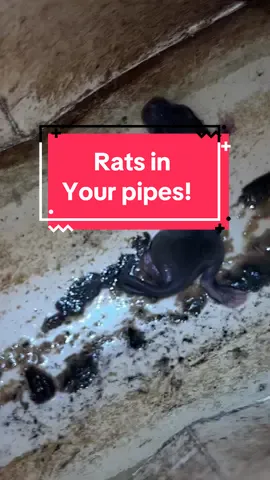99.% of the pest control industry doesnt know this TIP! #pestcontrol #homeownertips #twinhomeexperts #sewerrats 