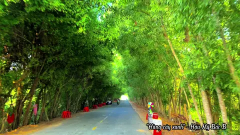 Hàng cây xanh 🍀 #fyp #camxuc #tiengiang #thienho #hmbb #xuhuongtiktok #chill #mientay #canhdep #quehuong 