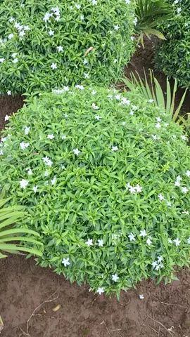 giải cứu. vườn còn rất nhiều mai vạn phúc to tròn loại 80-1m