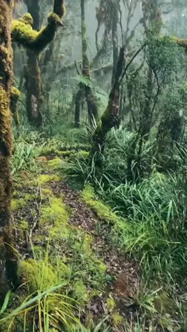 jangan ganggu latimojon #latimojong  #hutanlumutlatimojong  #latimojongviaanginangin  #latimojong3478mdpl  #bencanaalam  #fyp 