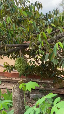 Giống sầu gì đây mn  Trái lớn nhanh hơn giống dona nhỉ   #suhuongtiktok 