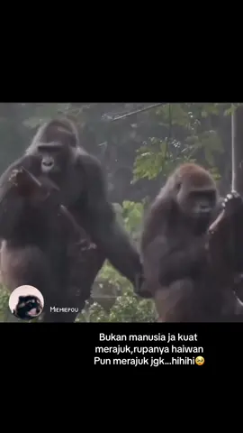 #merajuk #cemburu #monkey #monyet #monyetlucu #fyp #viral #miemiepou#armietagilai #meme #funny #funnyvideos 
