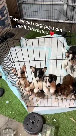 The sweetest cutest corgi pups!! 🫶#corgi #corgisoftiktok #dogs #dogsoftiktok #4u #4upage #corgipuppy #puppies #texascorgi #texas #lovedogs #dogpage #corgipuppies #maui #rare #forsale #dog #Love #amarillo #foryou #foryoupage #foryoupage❤️❤️ #puppy #corgilove #corgilife #animals #animalsoftiktok #puppiesoftiktok #doggy #cutedog #4you #4youpage #foryoupagе #viral #puppiesforsaleusa #corgis #puppiesforsaleintexas #corgination #puppytiktok 