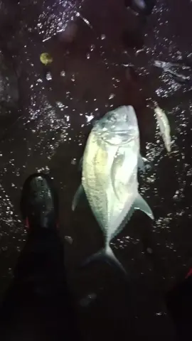 Baby GT Malam Jum'at#castingfishing #mancingmaniamantap #mancingmania #gianttrevally #arifpulaunasi #poppingfishing #fyp #fypシ゚viral #fypシ #fypage 