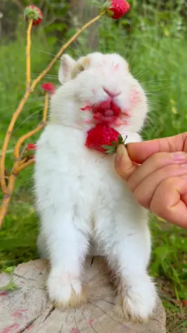 #cute #rabbit