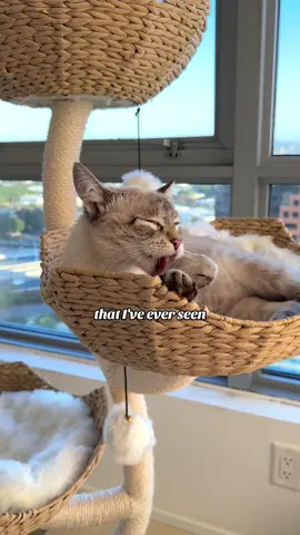 about 29 times a day 🐈  #cats #cutecats #cutekittens #lynxpointsiamese 
