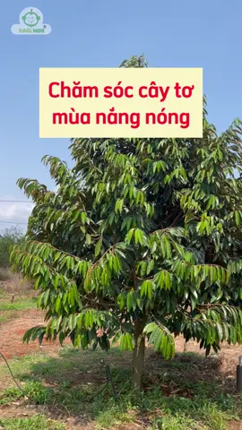 Chăm sóc cây tơ mùa nắng nóng#Durian #Donghanhcungbacon #Cayantrai #Kythuatsaurieng #thuocbaovethucvat 