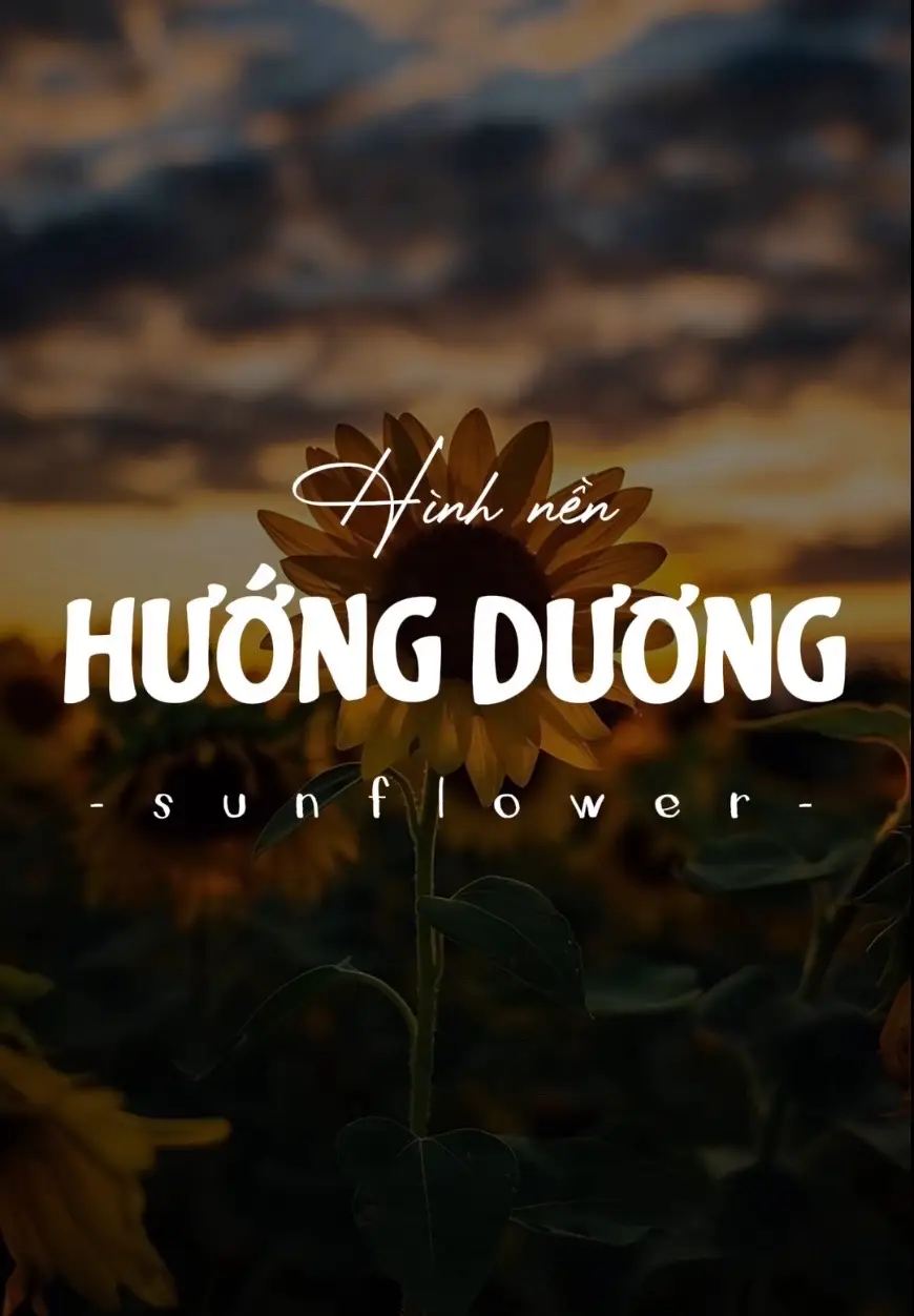 Tập 19 | Hoa Hướng Dương #nang #wallpaper #hinhnen #fyp #xh 