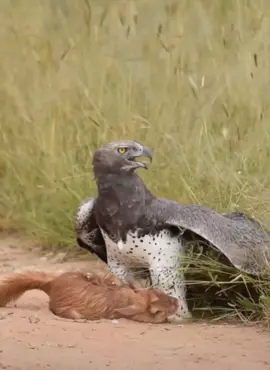 Martial Eagle hunts a Hare  #elleafricasafaris #wildlife #africanwildlife #africanwildlife #gamedrive #safari #eagle