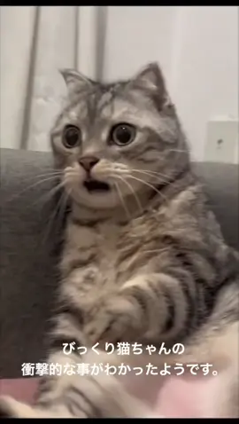 #memes #猫ミーム  #meme #cat #びっくり猫 #びっくりネコちゃん