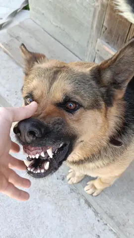 #extreme #agressive #animal #dog #dogsoftiktok #dogs #animals #shepherd #germanshepherd #овчарка #собака #пес @Зевс Грозный 