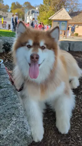 Kyzer, the big red Alaskan malamute  #husky #Kyzer #malamute #malamutelife #animals #dogs #alaskanmalamute #siberianhusky #snowdog #dog #pets #talkingpets #talkingdog #hellotiktok 