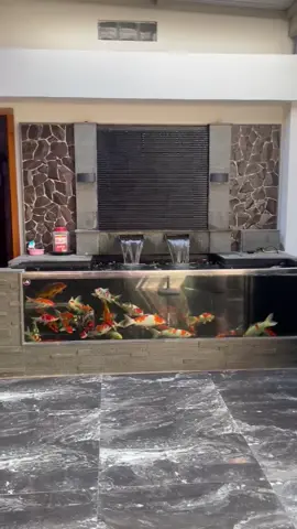 Setelah 3 bulan pengiriman air tetap jernih dan enak banget pandang mata👌😊 Info Pemesanan WA admin Mbak Arni 0852‑3685‑5984 Lokasi TUREN - MALANG.  #nurkolam #kolamikanminimalis #inspirasikolamikan #aquarium #kolamkoi 