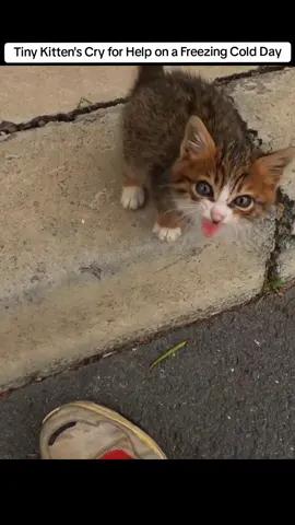 #cats #straycat #kittens 