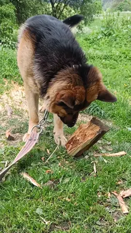 #пес #собака #овчарка #germanshepherd #shepherd #animals #dogs #dogsoftiktok #dog #animal #agressive 