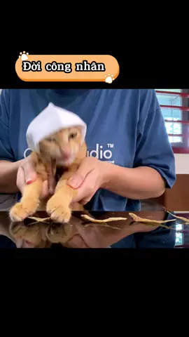 Lương 5 củ ăn vụng hết 6 củ #meo #meocam #funny #cat #meow #meota 