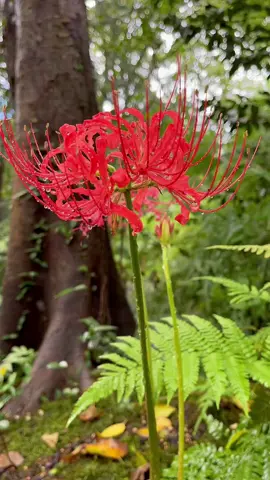 “Bản thân của những năm tháng ấy, chúng ta chỉ có thể gặp một lần trong đời..”