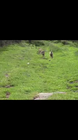 I love hares! #targetaudience  #hare #bunny #rabbit #lagomorph  #bunnypilled #bunnymaxxing #bunnyposting #fyp 