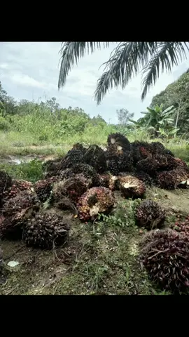 #CapCut #fyppppppppppppppppppppppp#kelapasawit  foto panen sawit di bln puasa 💪😎