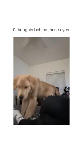 The last one 🤣🐶 #dog #dogs #dogsoftiktok #funnyvideo #funnydog #funnydogs #funnyvideos #funny #foryou #pets #animals #fyp #fypシ゚viral #pet 