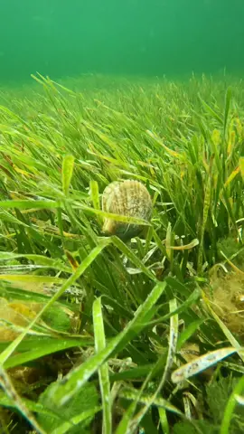 . Just a scallop walking into the room!🤩 . . . #scallop #scallops #scalloping #florida #birdsunderwater #adventure #travel #wild #earth #underwaterphotography #naturephotography #photography #crystalriver #snorkeling #diving #scuba #scubadiving #mermaid #scallopseason #scallopseason2024 #floridascallops #wanderingsoul #thebestdestinations #naturecoast #explore #wildlife #floridalife #scubapro #scallopshell #passiveobservation 