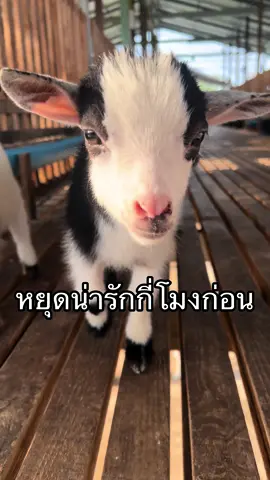หยุดน่ารักกี่โมง!!! #ปทุมธานี #acupofzoo #แพะแคระมินิปิ๊กมี่ #แพะแคระ #คาเฟ่ปทุมธานี #pet #สวนสัตว์tiktok #สัตว์โลกน่ารัก #คลองหก #คาเฟ่ใกล้กรุงเทพ #สัตว์เลี้ยง 