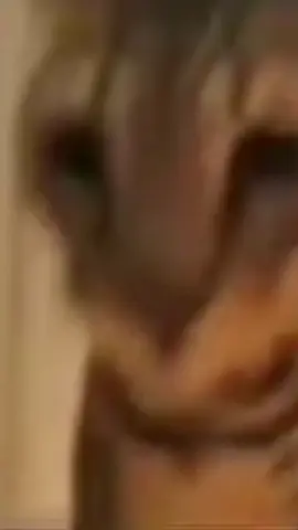 DAY 3 #Cat #OhMyGod #michi #meme #catfun #fyp #viral #catmeme #gato #reel 