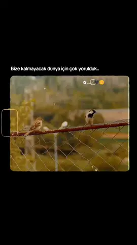 ✿....◡̈⃝︎ 🖤🌼