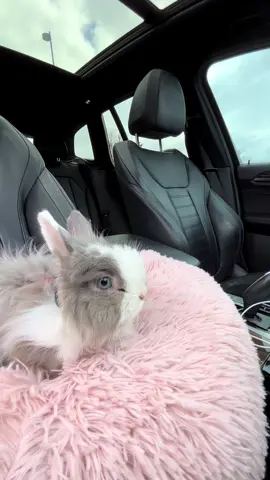 My bougie bunny #bougie #bunbun #bunny #cute #jerseywooly #rabbit#bunnies #bunniesoftiktok #spring #alaska #alaskalife #bmw #spoiled #bunnies #WeekendVibes