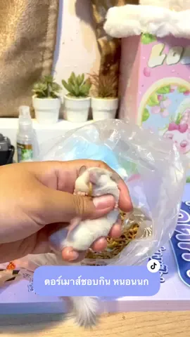 #VoiceEffects ไอ้อ้วงงงงงงหยุดดด #ดอร์เมาส์บ้านเด็กแก๊งค์มัน #ดอร์เมาส์กระรอกจิ๋ว #dormouse #ดอร์เมาส์กินอะไร 