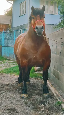 #stronghorses #romania #besthorses #caideagrement #cairomanesti #armasarigrei #armasaridinromania #cabalo #armasaridemonta #besthorse #caidesport #drumetiicalare #caifrumosi #caidetop #caidetractiune #viatalatara #stronghorse #drafthorse 