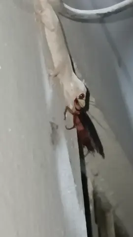 lizard🦎 catch cockroach 🪳 to eat funny voice mafi mang daan chacha mekoon chor dy #lizard #cockroch #mafi 