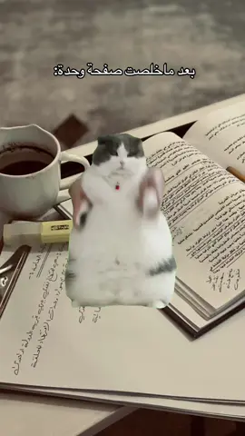 #Meme #MemeCut #طبعاً قادرين نعملها#🦦😂 #قانون #المالية العامة#جامعةالفراهيدي 