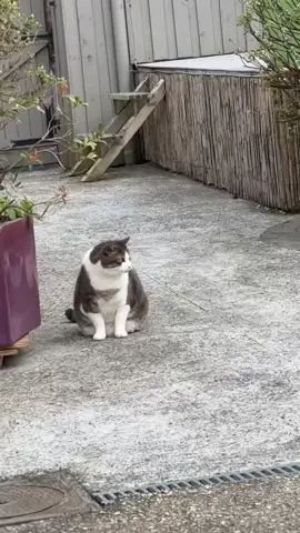 #chat #cat #animals #shootingstars #bagraiders 