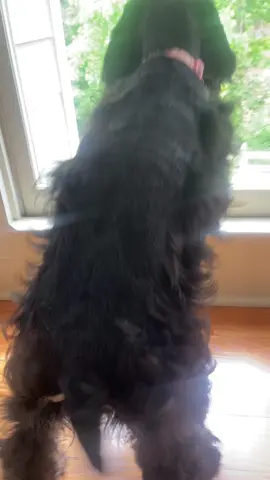 Somebody sees a robin #puppylove 