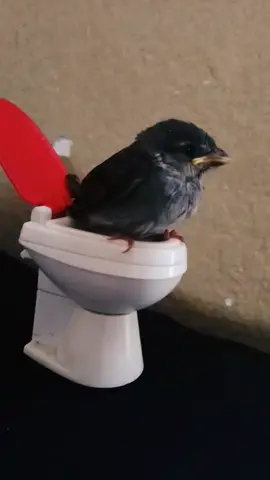cuando te anda del baño en casa ajena pero es imposible hacer ruidos.  #risa #pajarito cagón.💩 #videoviral 