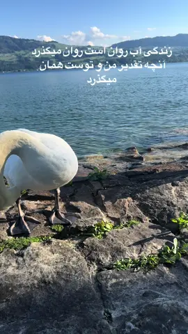 #هزاره_پشتو_ازبک_افغان_هم_وطن❤️🇦🇫 #💃🏻💃🏻💃🏻💃🏻🤗🤗🤗👏👏 #افغانستان_تیک_تاک #schweiz🇨🇭 #foryoupage❤️❤️ 