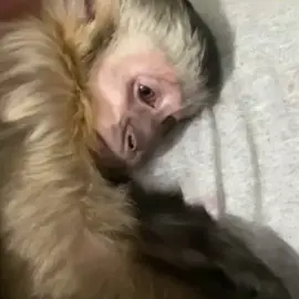 está escrito nas estrelas você nasceu pra mim #voltavida #gusttavolima #ex #macaquinho 